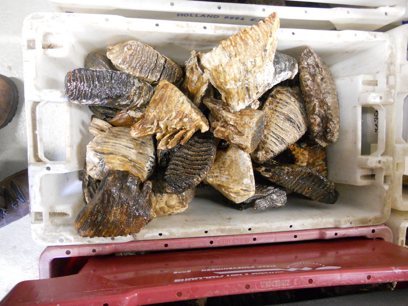 Werkbezoek Urk om kennis van botmateriaal op te doen.