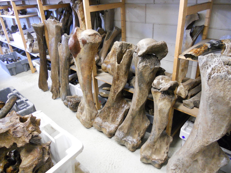 Werkbezoek Urk om kennis van botmateriaal op te doen.