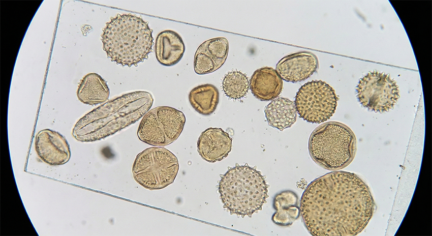 Pollen onderzoek Palynologie