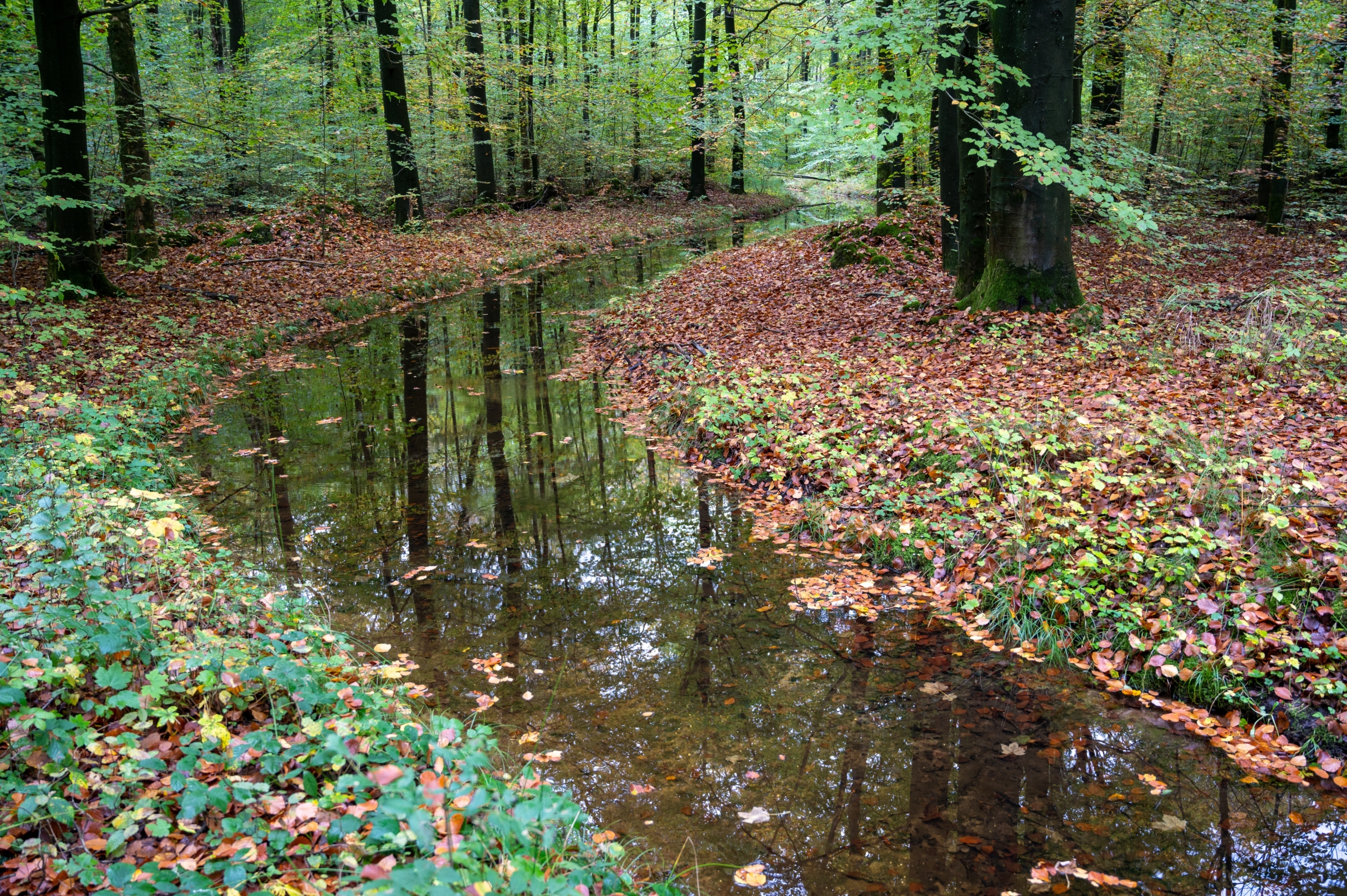 Waterloopbos, Marknesse