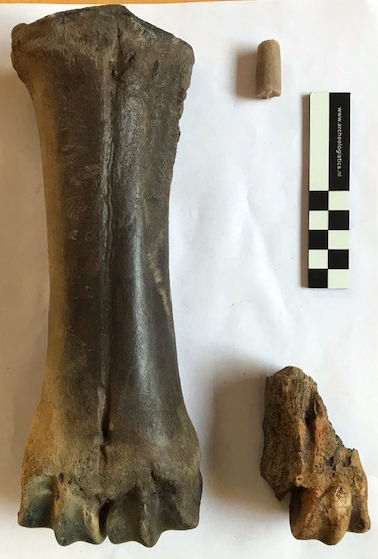 Middenhandsbeen van een steppenwisent