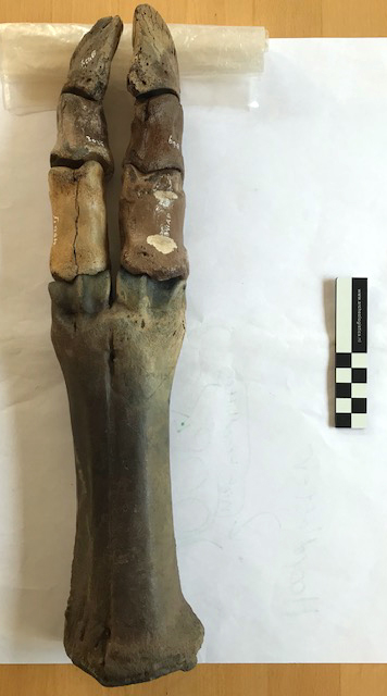 Middenhandsbeen van een steppenwisent