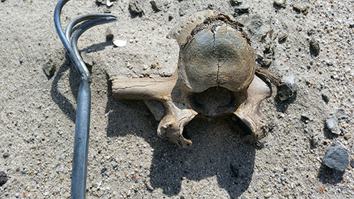 Lendenwervel steppenwisent