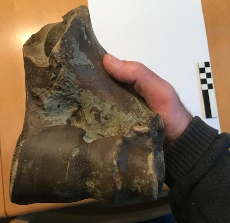 Onderkant van het bovenarmbeen van een steppenwisent of oeros