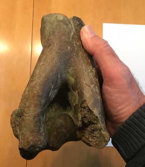 Onderkant van het bovenarmbeen van een steppenwisent of oeros