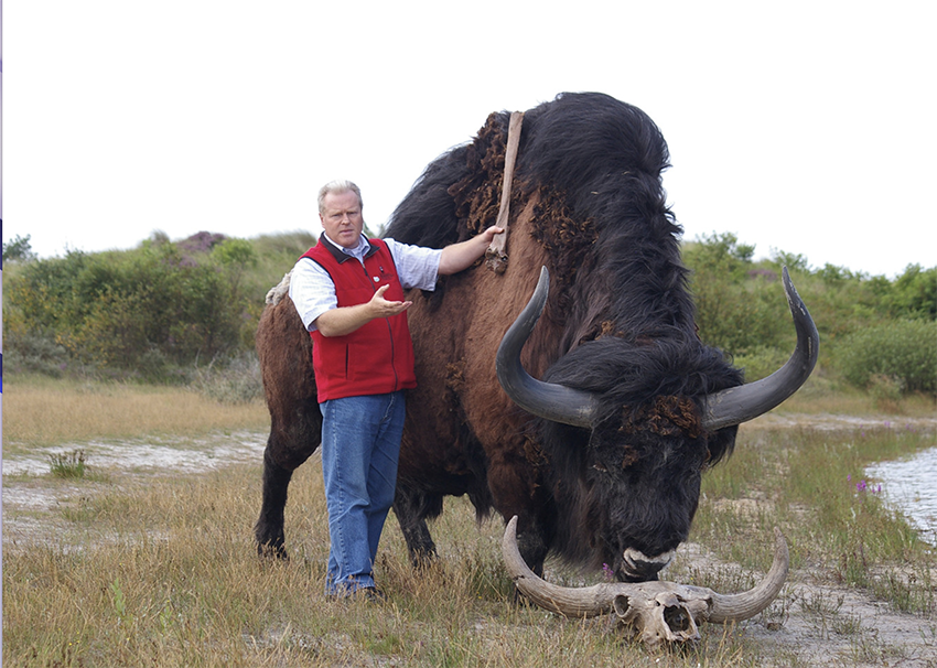 Reconstructie van een steppenwisent vervaardigd door Dick Mol en Remy Bakker
