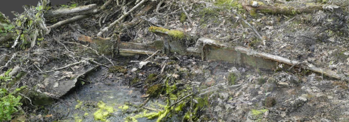 IJzeren aakje in het bos langs de Dronterweg