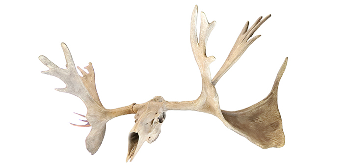 Gewei met schedel prehistorische hert
