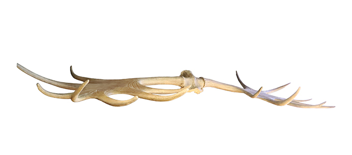 Gewei prehistorische hert